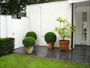 Buxusbollen, grote betontegels, vijg, vijgenboom